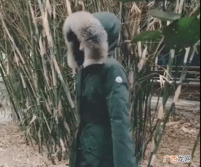 赵丽颖是谁，张慧雯是谁个人资料和赵丽颖什么关系
