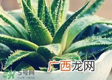 芦荟可以直接涂脸上吗?芦荟能直接涂脸上吗?