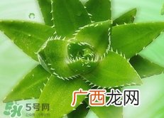 芦荟可以直接涂脸上吗?芦荟能直接涂脸上吗?