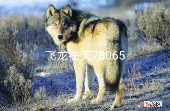 注定无法挽回的损失不如早点放弃 无法挽回的爱情要放手吗