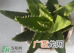 脸上长痘痘可以擦芦荟吗?脸上长痘痘擦芦荟有用吗?