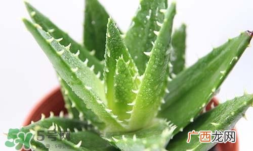 脸上长痘痘可以擦芦荟吗?脸上长痘痘擦芦荟有用吗?
