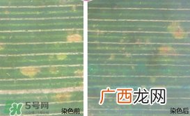 cpb光采夜间修复乳怎么样?cpb光采夜间修复乳好用吗?