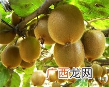 猕猴桃可以祛斑吗?猕猴桃怎么祛斑?