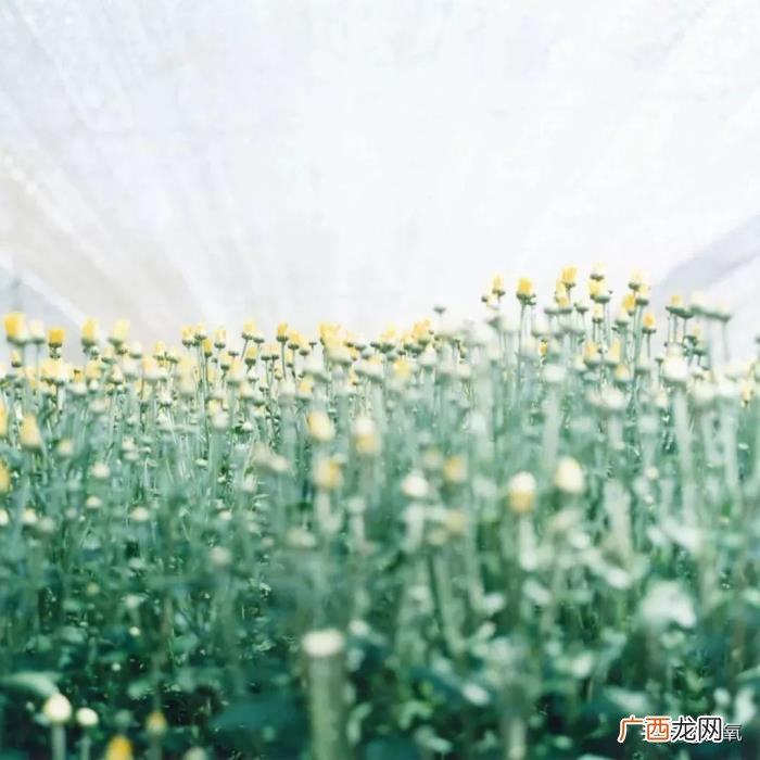 范冰冰清纯,满脸欲望的美艳范冰冰居然变得清纯又可爱