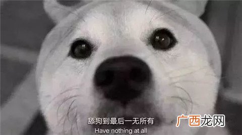 舔狗经典语录，舔狗日记配文