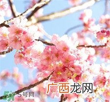 佑天兰樱花限定果冻面膜好用吗?佑天兰樱花面膜怎么样?