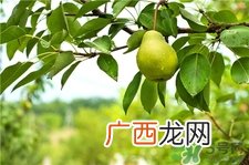 梨子能做面膜吗?梨子怎么做面膜