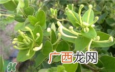 金银花能祛痘吗?金银花洗脸可以祛痘吗?