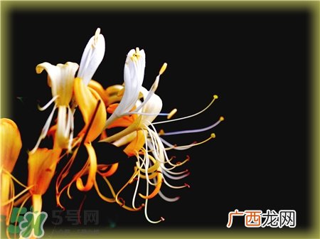 金银花能祛痘吗?金银花洗脸可以祛痘吗?