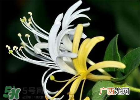 金银花能祛痘吗?金银花洗脸可以祛痘吗?
