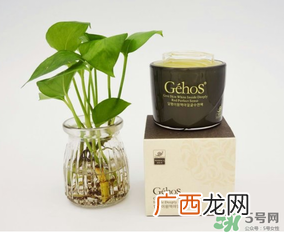 姬存希是哪个国家的?姬存希是哪里产的?