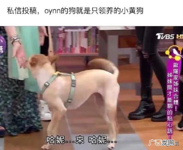 王源暗恋谁，交罚款被拍的王源又被爆暗恋欧阳娜娜