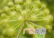 欧舒丹哪个系列产品最值得购买
