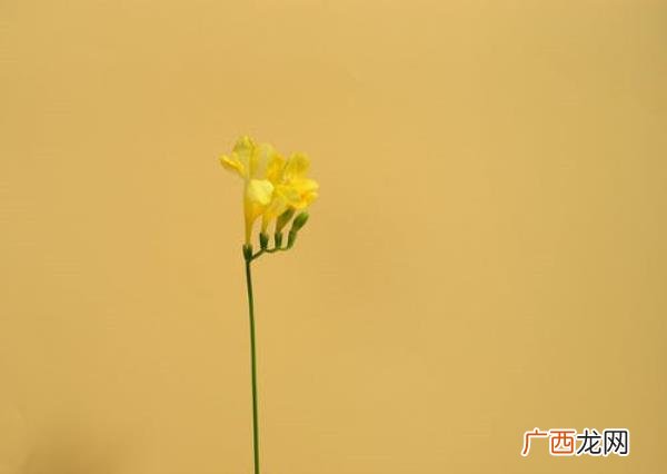 爱而不得的婚外情该怎么办，面对爱而不得的人