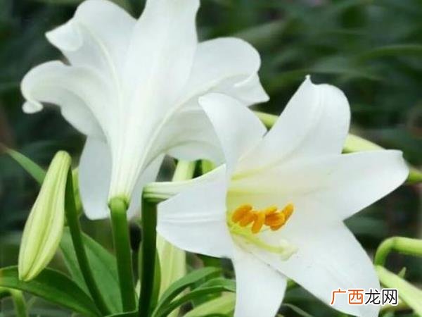 爱你老公句子，愿你来世拥有一个爱你入骨的老公