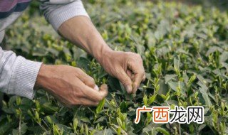 茶的作用与功效 茶的作用与功效是什么