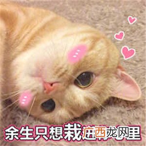 可爱的撩妹表情包，撩动她的少女心