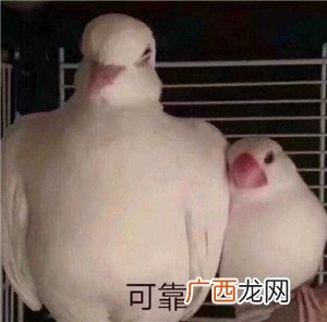 可爱的撩妹表情包，撩动她的少女心