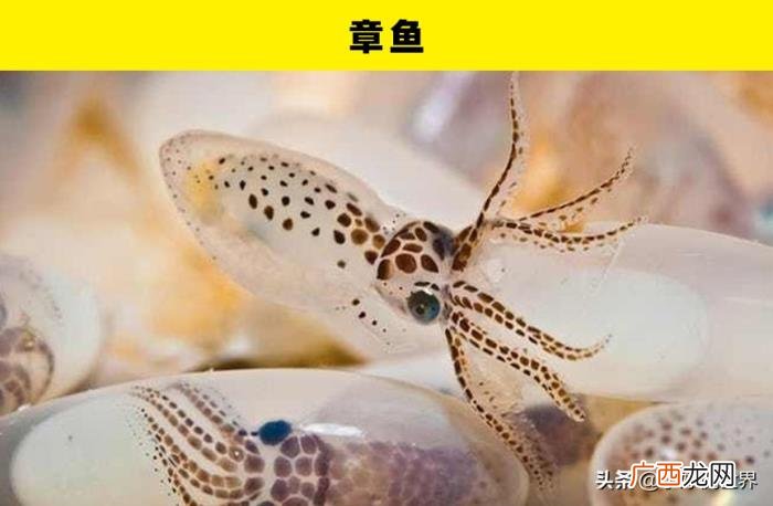 动物的繁殖，大自然中的5种动物独特的繁殖方式