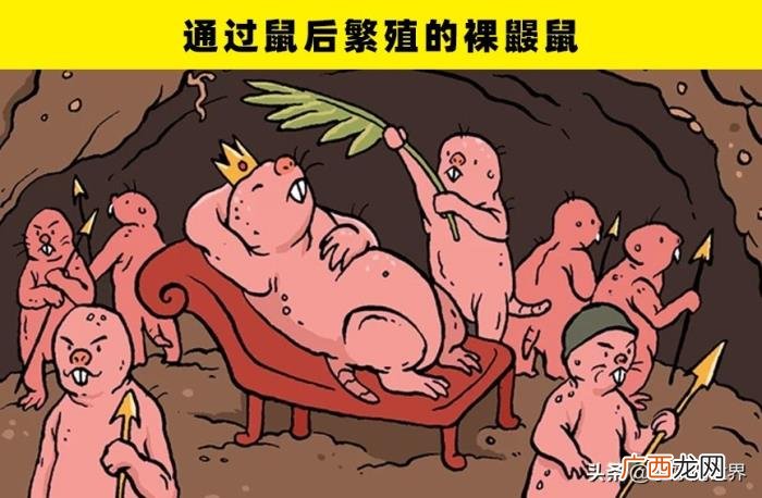 动物的繁殖，大自然中的5种动物独特的繁殖方式