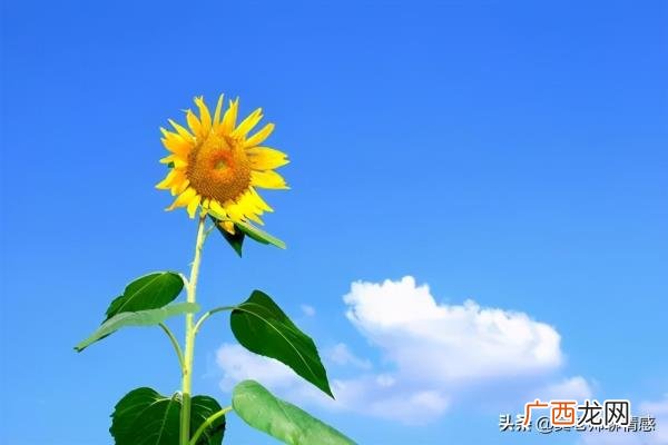 妻子出轨有了孩子我该怎么办，发现妻子出轨怎么办