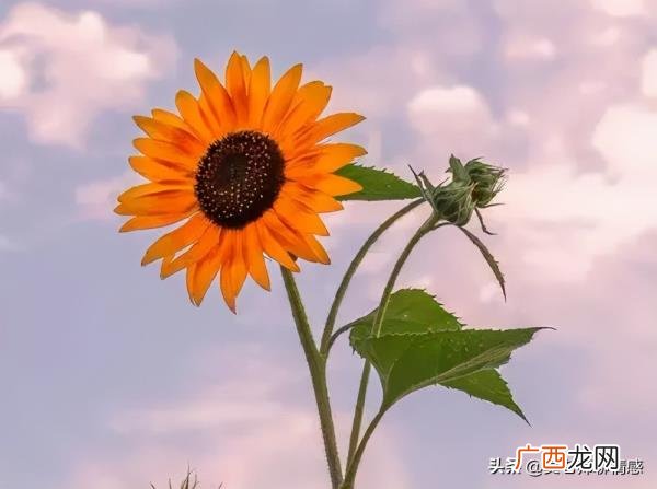 妻子出轨有了孩子我该怎么办，发现妻子出轨怎么办