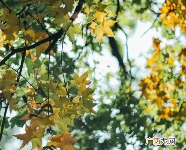 离婚的女人最后都怎么样了，和大家说说离婚后的真实生活