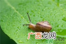 蜗牛原液可以直接用吗?蜗牛原液可以去痘印吗?