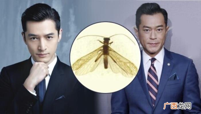 新物种命名，为什么用胡歌、古天乐给新物种命名