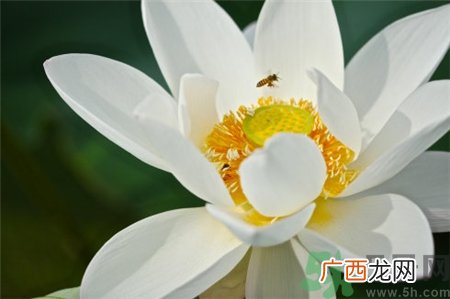 荷花粉可以做面膜吗?荷花粉面膜能祛斑吗?