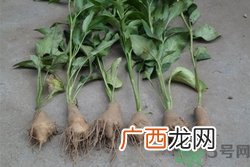 白术可以祛斑吗?白术祛斑的危害是什么