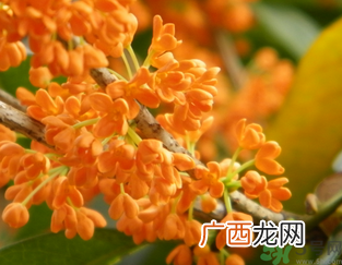 桂花可以做面膜吗??桂花面膜制作方法