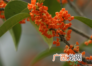 桂花可以做面膜吗??桂花面膜制作方法