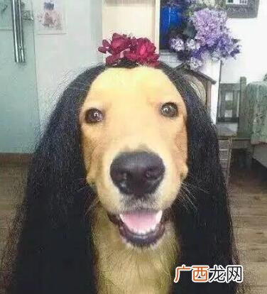 哄女生开心的搞笑图片，不能哄笑算我输