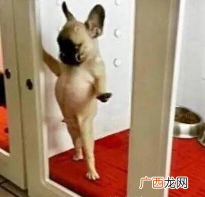 哄女生开心的搞笑图片，不能哄笑算我输