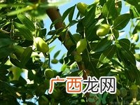 橄榄油可以加芦荟吗?橄榄油加芦荟的作用