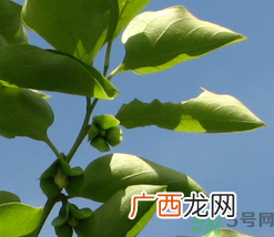 柿子叶怎么去斑？柿子叶祛斑偏方