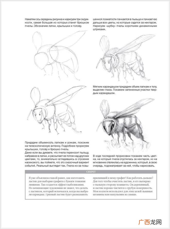 参考资料 素描画初学，适合初学者的简单素描绘画课程