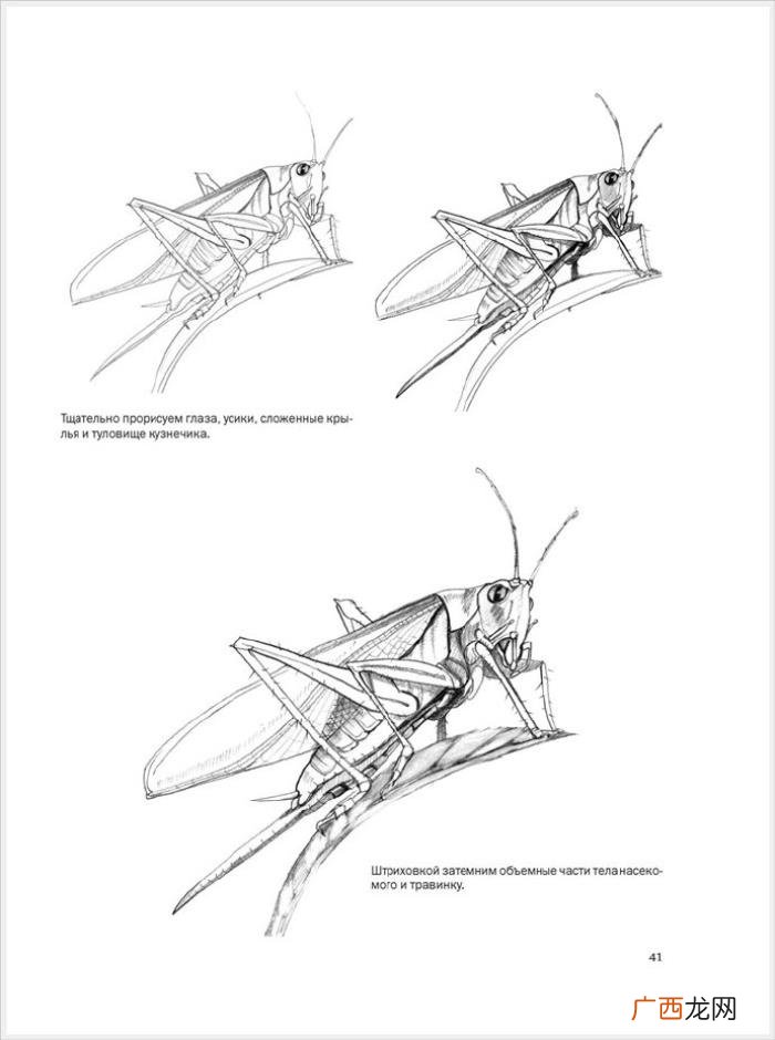 参考资料 素描画初学，适合初学者的简单素描绘画课程