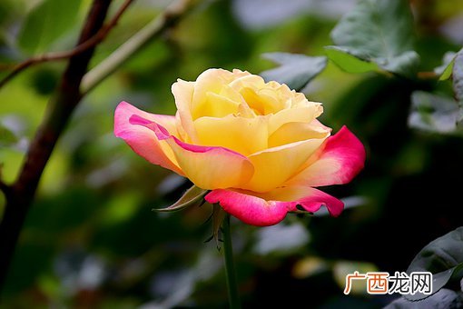 离婚后女方带孩子好吗，离婚后女方要怎么做