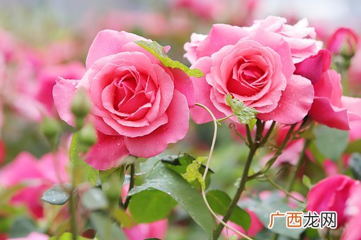 男人骗一个女人会内疚吗，男人欺骗你有什么表现