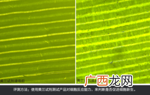 sk2大眼眼霜怎么样？sk2大眼眼霜好用吗？