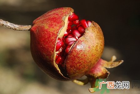 产妇能吃石榴吗?产妇吃石榴好吗
