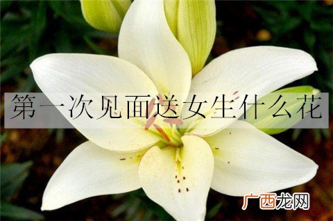 第一次见面送女生什么花，更能让她接受？