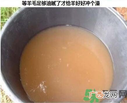 澳洲绵羊油真假 澳洲绵羊油australian creams真假鉴别
