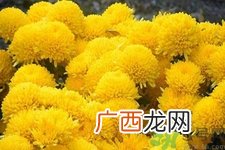 用菊花可以去黑眼圈吗？用菊花有效去除黑眼圈的步骤？