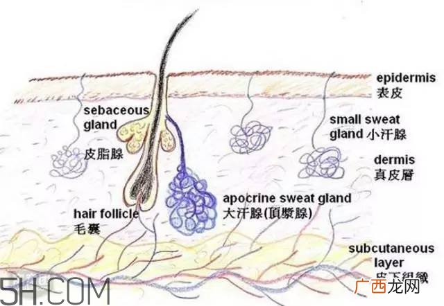 腿毛能刮吗？腿毛能不能刮？