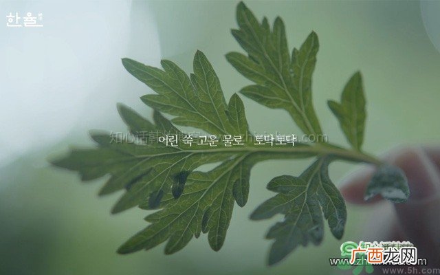 韩律艾草补水镇静喷雾怎么样？好用吗？
