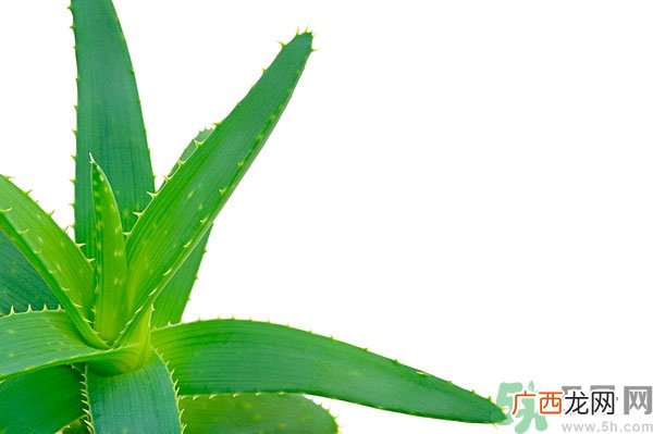 芦荟能去斑吗？芦荟胶会使皮肤变黑吗？